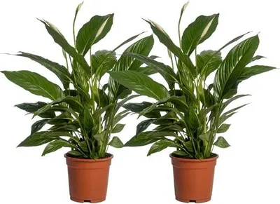 Produktbild von Spathiphyllum Vivaldi – Friedenslilie – Zimmerpflanze – Ø17cm – Höhe ca. 70cm – 2 Pflanzen – Elegante grüne Blätter & weiße Blüten – Luftreinigend & pflegeleicht