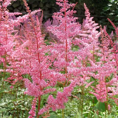 Immagine prodotto di 6 x Astilbe arendsii 'Cattleya'  | Vaso 9 cm x 9 cm