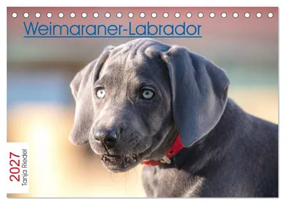 Produktbild von Weimaraner-Labrador (Tischkalender 2027 DIN A5 quer), CALVENDO Monatskalender