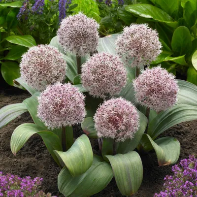 Produktbild von Allium Zwiebeln Winterhart Mehrjährig - Karataviense - 5 Blumenzwiebeln - Allium Giganteum Zwiebeln - Duftende Pflanzen aus Holland für Garten, Topf (große Knollen, kein Samen, nicht künstlich)