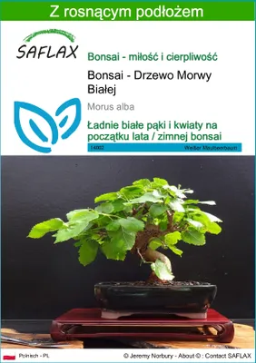Zdjęcie produktu dla SAFLAX - Bonsai - Drzewo Morwy Białej - 200 Nasiona - Z podłożem uprawowym wolnym od zarazków - Morus alba