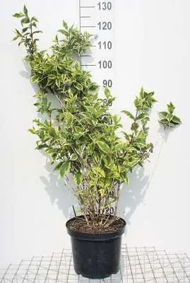 Produktbild von Weigela hybr. 'Nana Variegata' - Weigelie 50- 60 cm - Container