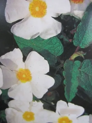 Produktbild von Cistus corbariensis - Felsen-Zistrose 25-30cm