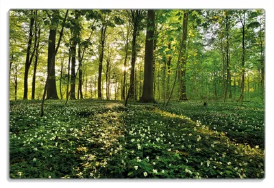 Produktbild von Wallario Frühstücksbrettchen aus Glas 20 x 30 cm mit rutschfesten Füßen, Motiv Waldanemonen und Sonnenstrahlen im Wald
