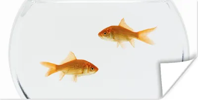 Produktbild von MuchoWow® Poster Goldfisch - Fischglas - Weiß 80x40 cm - Wanddeko