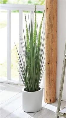 Produktbild von Topfpflanze "Steppenkerze" 90 cm hoch, Kunstpflanze, Ziergras, Dekopflanze, Dekogras