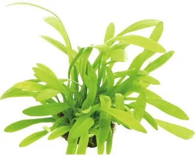 Obrázek produktu pro Šípatka nízká Sagittaria subulata var. Pusilla