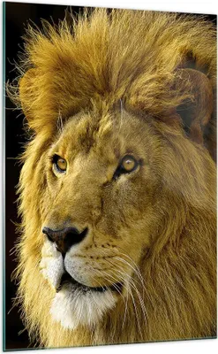Produktbild von Bilder auf glas - Einteilig - Löwe Tiere Tierwelt - 70x100cm - Glasbilder - Wandbilder - Bilder - zum Aufhängen bereit - Wanddekoration aus Glas - Glas Bilder - Wandbild auf Glas - GPA70x100-1237