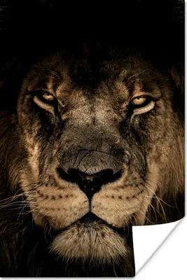 Produktbild von MuchoWow® Poster Löwe - Tiere - Schwarz - Porträt 60x90 cm - Wanddekoration