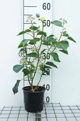 Zdjęcie produktu dla Hedera helix 'Arborescens' - Bluszcz krzewiasty Arborescens 20- 25 cm pojemnik