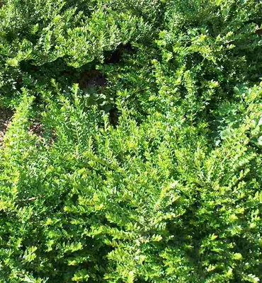 Produktbild von 50 Stecklinge Heckenkirsche, Bodendecker, Garten
