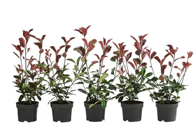 Produktbild von Dehner Purpur-Glanzmispel Red Robin, für 1 Meter Hecke, 20-35 cm, 5 x 2 l Topf, Heckenpflanze