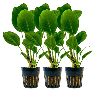 Produktbild von Aquarium Pflanze 3 Stück Anubias heterophylla Wasserpflanzen AquaOne Nr.302