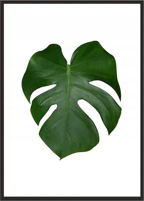 Image de AFFICHES D'IMAGES DANS LE CADRE 43x33 cm Feuille 2 P570