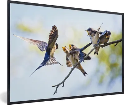 Produktbild von MuchoWow® MuchoWow® Gerahmtes Poster Juvenile Rauchschwalben 30x20 cm - Poster mit zchwarzem Bilderrahmen - Kunstdruck - Bild-Poster