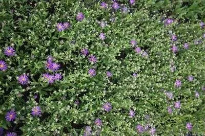 Produktbild von 6 x  Aster thomsonii - Herbstaster - Topf 9 x 9 cm