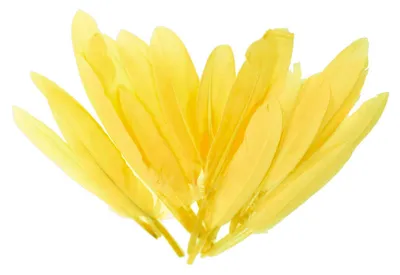 20 Entenfedern , 9-14 cm , gelb