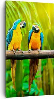 Produktbild von Bild auf Leinwand - Leinwandbild - Papageien Collorful Natur Vögel - 45x80cm - Wand Bild - Wanddeko - Leinwanddruck - Bilder - Kunstdruck - Wanddekoration - Leinwand bilder - Wandkunst - PA45x80-2696