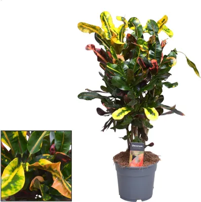 Obrázek produktu pro Pokojová rostlina Croton Mammi, prumer 17cm, výška 60cm, pestrobarevné nápadné