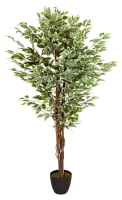 Obrázek produktu pro hjh OFFICE Umělá rostlina FICUS Umělá rostlina břízy Výška 165,0 cm Dekorace
