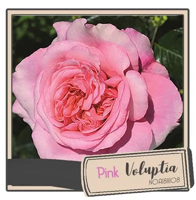Image de Rosa x Pink Voluptia ® 'Noa1811108' / Rosier Buisson Pink Voluptia ® 'Noa1811108'