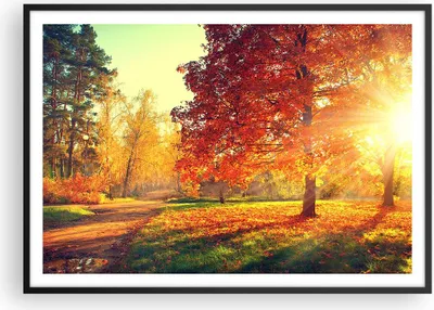 Produktbild von Gerahmtes Poster - Schwarzer Rahmen - Park Herbst Baum - 100x70 cm - Wand Bild - Wanddeko - Wandbilder - Kunstposter - Wandposter - Bilderrahmen - Bilder - Kunstdruck - Wandbild - P2BAA100x70-3654