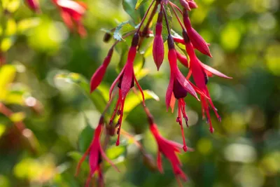 Produktbild von Fuchsia magellanica 'Gracilis', Fuchsie, zweifarbig, 30–40 cm