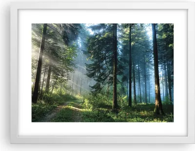 Produktbild von Gerahmtes Poster - Weißer Rahmen - Wald Dämmerung die Sonne - 40x30 cm - Wand Bild - Wanddeko - Wandbilder - Kunstposter - Wandposter - Bilderrahmen - Bilder - Kunstdruck - P2WAA40x30-4398