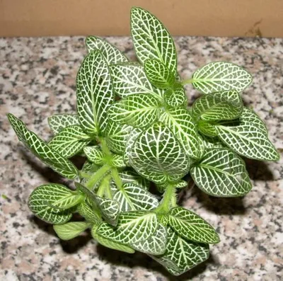 Produktbild von 1 Topf Fittonia argyronauta, weiß Sumpfpflanzen