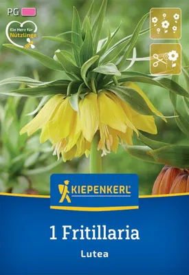 Artikelbild 2 von 'Kaiserkrone Lutea (1 Stück)' aus der Kategorie Kaiserkronenzwiebeln