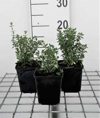 Obrázok produktu pre 6 x Teucrium lucidrys - Gamander - Kvetináč 9 x 9 cm