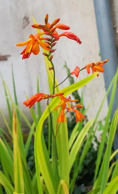 Image de Crocosmia x crocosmiiflora 'Orange' / Montbrétia à fleurs de crocosmia