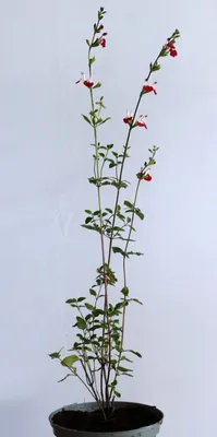 Immagine prodotto di Salvia Greggii Hot - Lips in vaso da 2L 50 - 60 cm