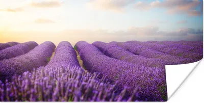 Produktbild von MuchoWow® Poster Lavendel - Himmel - Wolken - Blumen 160x80 cm - Foto Poster