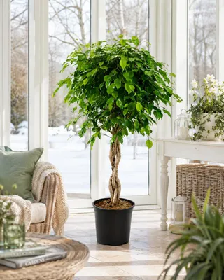 Produktbild von Birkenfeige Ficus Benjamina Exotica Stämmchen 120 cm – Pflegeleichte Zimmerpflanze für Wohnzimmer, Büro & Innenräume