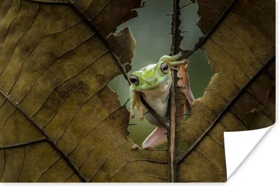 Produktbild von MuchoWow® Poster Frosch - Blätter - Tiere 90x60 cm - Schlafzimmer