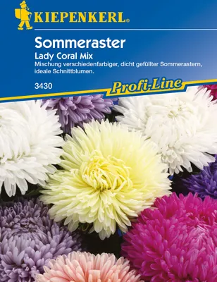 Immagine prodotto di Kiepenkerl Saatgut Sommeraster Lady Coral Mix