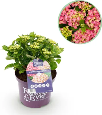 Produktbild von Hortensie - Hydrangea Forever & Ever - Rosa - 7-12 Blüten - Terrassenpflanze - 40-55cm - Ø23cm - Gartenpflanze