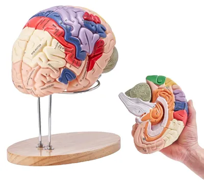 Obrázek produktu pro VEVOR Anatomický model lidského mozku, 4dílný anatomický model lidského mozku v životní velikosti 2X se štítky a základnou pro zobrazení, barevně odlišený odnímatelný výzkum mozku při výuce