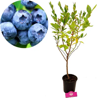 Produktbild von Vaccinium corymbosum 'Duke' Heidelbeere, 2 Liter Topf