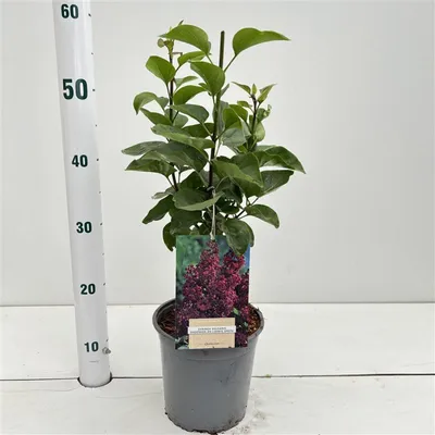 Obrázek produktu pro Syringa vulgaris 'And. An Ludwig Spath' – šeřík obecný | 30–40 cm v květináči