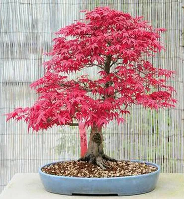 Produktbild von Fächerahorn 'BLOODGOOD' 40-50 cm, Cont. 2,5 l