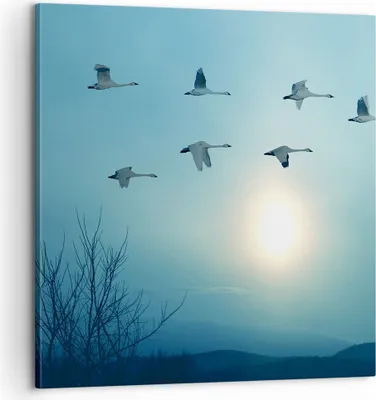 Produktbild von Bild auf Leinwand - Leinwandbild - Storch Vogel Natur - 60x60cm - Wand Bild - Wanddeko - Wandbilder - Leinwanddruck - Bilder - Kunstdruck - Wanddekoration - Leinwand bilder - Wandkunst - AC60x60-3802