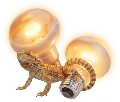 Productafbeelding van UVA-terrariumlamp E27 50 W