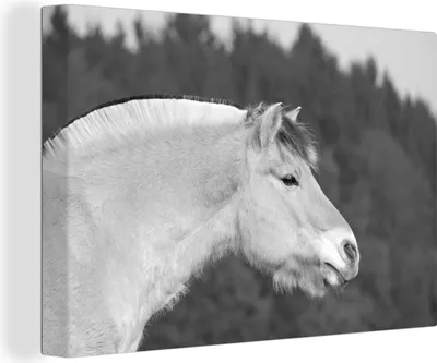 Produktbild von OneMillionCanvasses® - Leinwandbilder - 140x90 cm, Nahaufnahme eines Fjordpferdes - schwarz und weiß, Wandbilder Kunstdruck Wanddekoration - Foto auf Leinwand - Gemälde auf