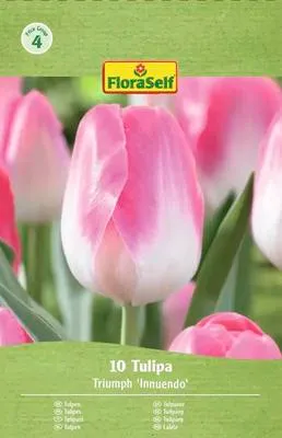 Obrázek produktu pro Tulipány Innuendo Tulipa 10 ks