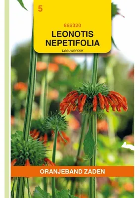 Imagen del producto de Oranjeband (Leonotis nepetifolia) - 1 paquete de semillas