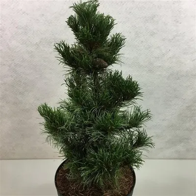 Image de Pinus parviflora « Bergman » - Pin japonais | 40-50 cm en pot