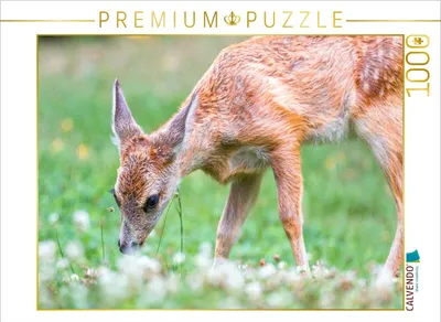 Produktbild von CALVENDO Puzzle Am Waldboden | 1000 Teile Lege-Größe 64x48cm Foto-Puzzle für glückliche Stunden