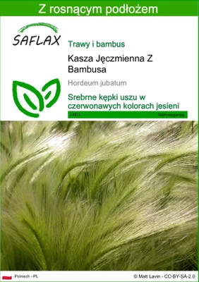 Zdjęcie produktu dla SAFLAX - Kasza Jęczmienna Z Bambusa - 70 Nasiona - Z podłożem uprawowym wolnym od zarazków - Hordeum jubatum
